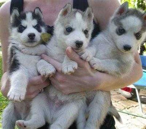 Cute Siberian Husky Puppies For Adoption Text Me At 678
