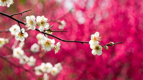 Spring Blossom Flowers In Dark Pink Bokeh Background Hd Flowers