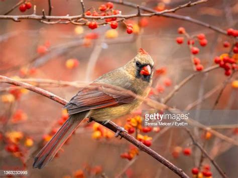 Female Cardinal Bird Photos And Premium High Res Pictures Getty Images