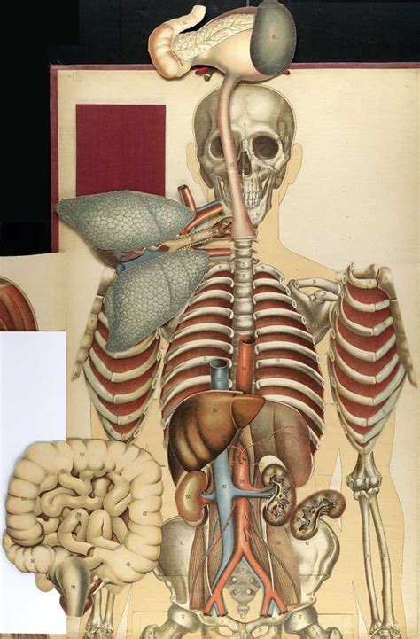 Flares Into Darkness Historical Anatomical Drawings