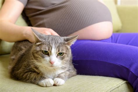 Is It Dangerous To Have A Cat During Pregnancy