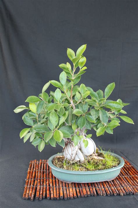 Add 1 tablespoon of white vinegar to 1 gallon of water. Ginseng Ficus Bonsai | kuromatsubonsai.com
