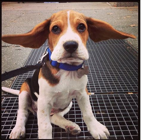 Beagle Puppy Ears Beagle Puppy