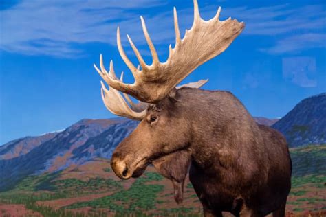 Do You Know Your State Mammal North American Nature