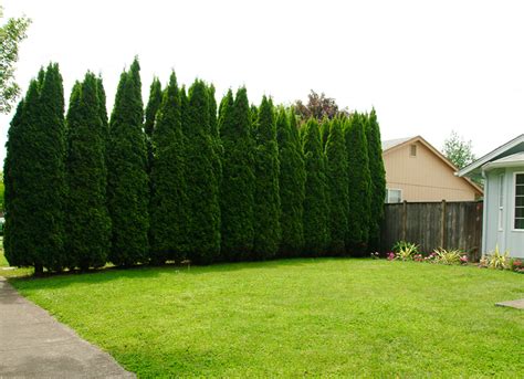 How To Plant A Privacy Tree Fence