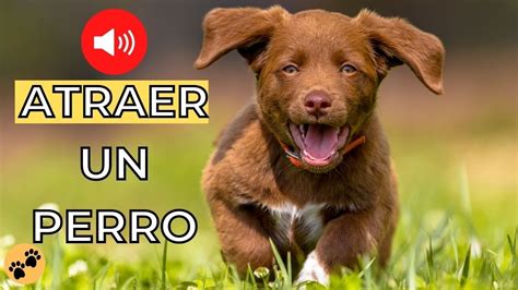 Sonidos Para Atraer A Un Perro 🐶 Sonidos De Juguete Para Perros Youtube