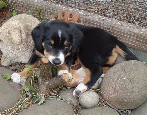 Entlebucher Sennenhund zu verkaufen in Burghausen | Tiere ...