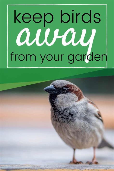 What Keeps Birds Out Of Your Garden 12 Effective Ways To Keep Birds