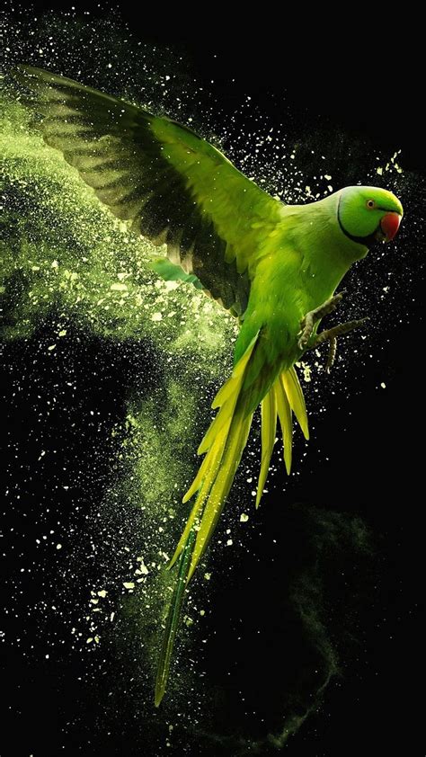 Green Parrot Wallpaper