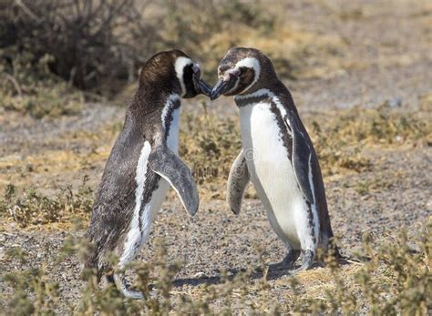 Dancing Penguin Stock Photos Free And Royalty Free Stock Photos From