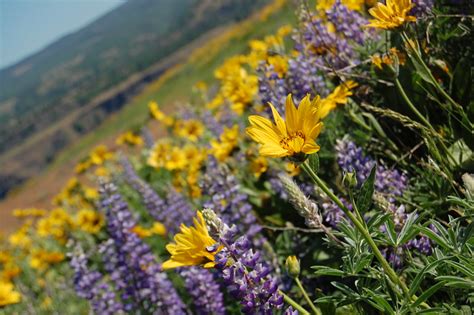 Oregon Wildflowers Flickr Photo Sharing