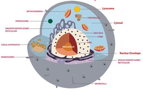 Anatomy Of The Cell Sac Scientist Cindy