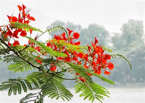 Mùa Hạ đỏ Rực Trời Hoa Phượng — Tiếng Việt