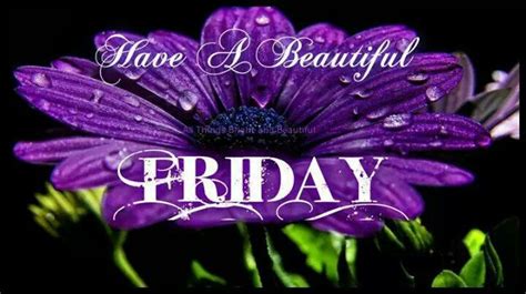 Friday Purple Daisy Beautiful Flowers Good Morning Friday Neon