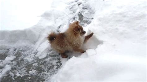 Pomeranian Dogs Playing In Snow Cfs Youtube