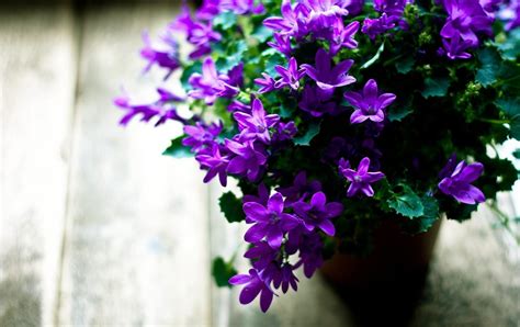 Flower Pot Wallpapers Wallpaper Cave