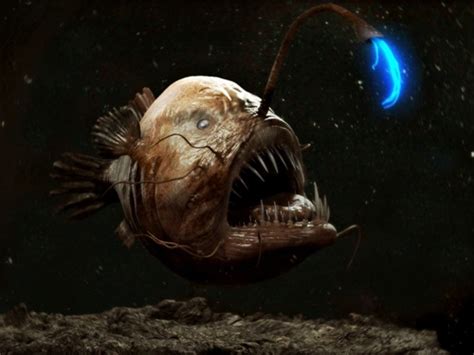 10 Facts About Anglerfish Fact File