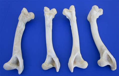 4 Whitetail Deer Leg Bones For Sale For Bone Art And Crafts