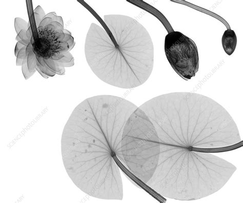 Water Lily Leaves And Flowers X Ray Stock Image C0360117