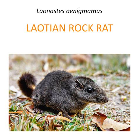 Laotian Rock Rat Research And Conservation Program Fundacja Zoo