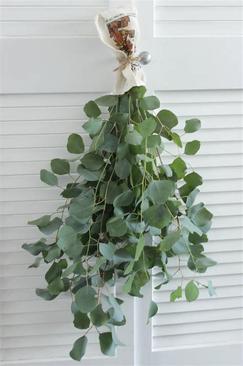 Silver Dollar Eucalyptus 5 7 Stem Bunches Etsy