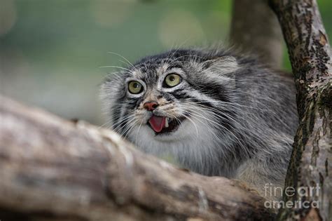 Manul Or Pallass Cat Otocolobus Manul Photograph By Gerard Lacz Pixels