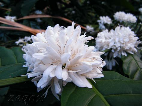 Surprise your loved ones with a fresh proflowers® flower delivery. Coffee Flowers - Entheology.com