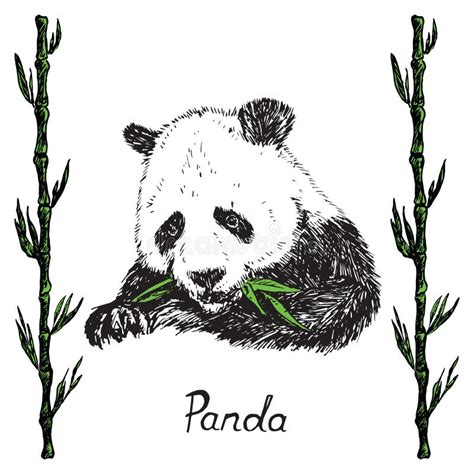 Big Panda Bamboo Frame Stock Illustrations 13 Big Panda Bamboo Frame