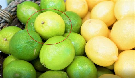 FreshPoint Produce 101 Citrus