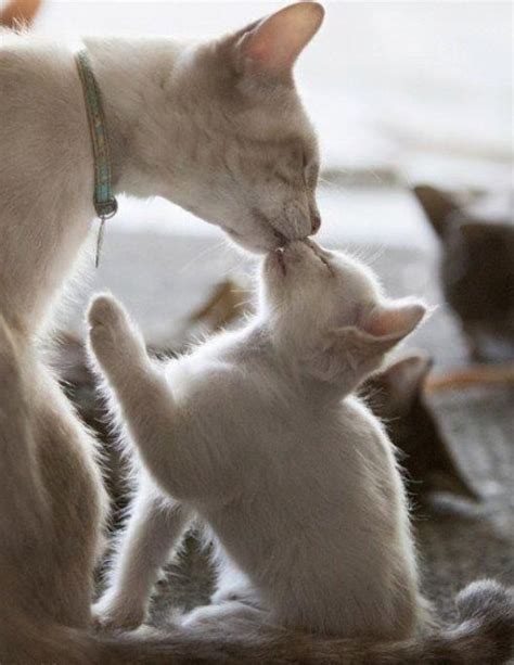 Kisses Sigh Baby Animals Funny Animals Cute Animals Funny Cats