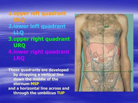 Anatomy Left Lower Quadrant