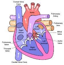 Anatomi Dan Fisiologi Jantung Omfuad