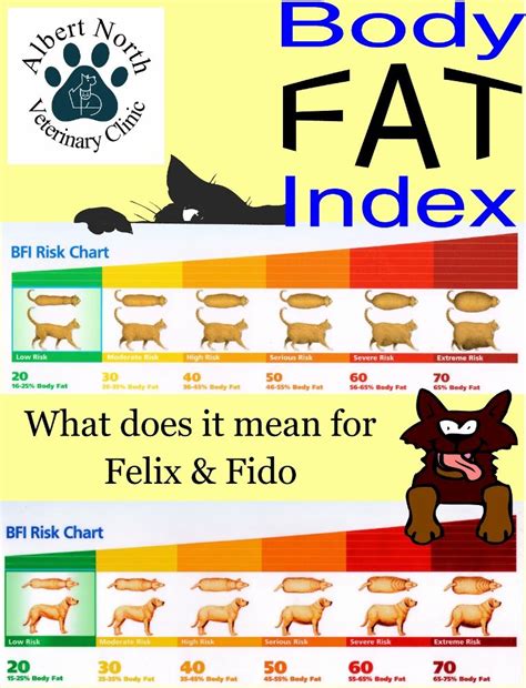 Healthy and safe for your cats and your home. Pin on Pet Fitness & Weight Loss