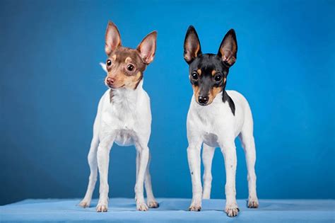 Toy Fox Terrier Dog Breed Information Pictures