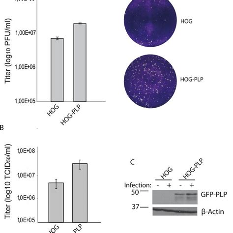 The herpes simplex virus is categorized into 2 types: Effect of PLP overexpression on HSV-1 infection. HOG and ...