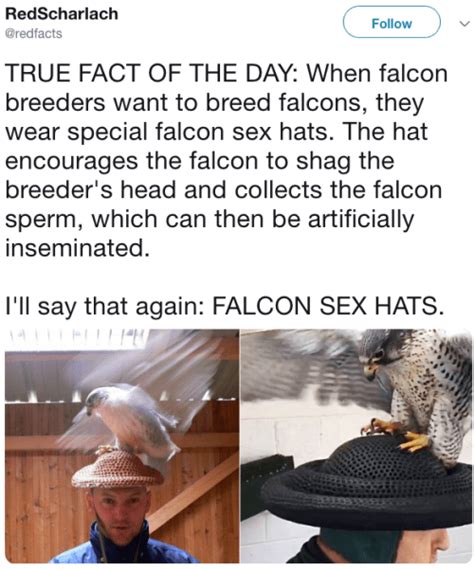 Falcon Sex Hats The Bloggess