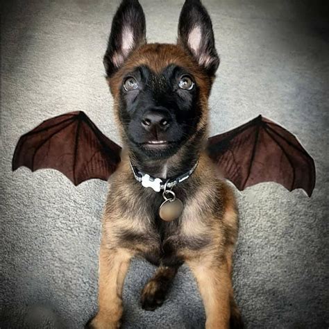 Adorable belgian malinois mix puppy. A woman Revealed it took DAYS to get her 17 cats and dogs ...