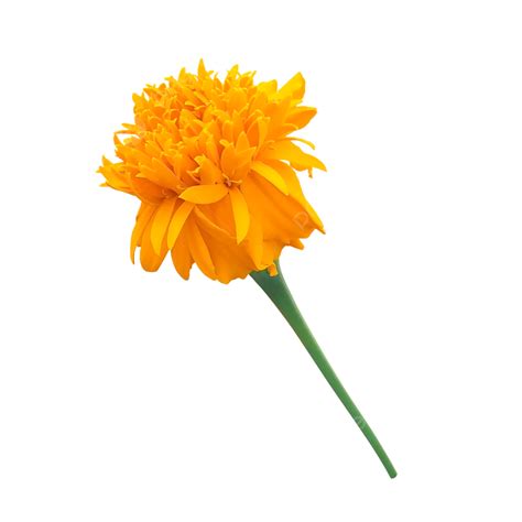 Orange Marigold Clipart Png Images Marigold Orange Blossom Flower