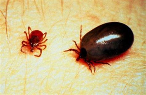 A Tick Borne Disease Is On The Rise In Ct It Can Be Dangerous And You