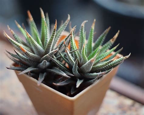 How To Grow Haworthia Yates Australia