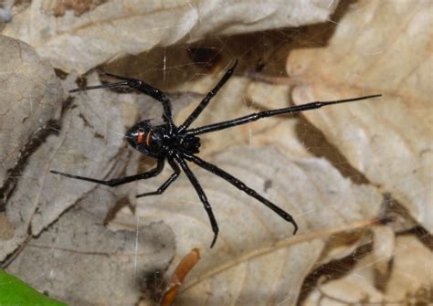 Spiders Of North Carolina