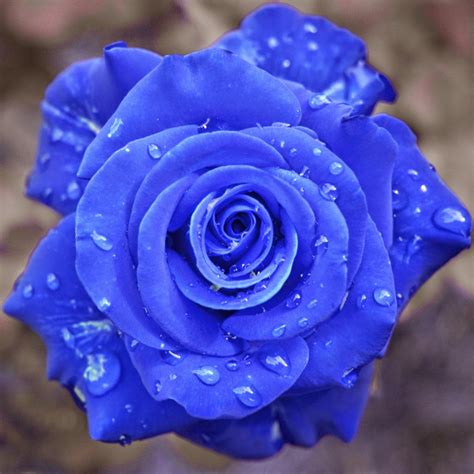 Flower Wallpapers Flower Pictures Red Rose Flowers Ts Beautiful Blue Flowers Wallpapers