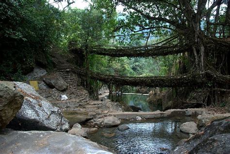 The Root Bridges Of Cherrapunji Old Bridges Places To Visit
