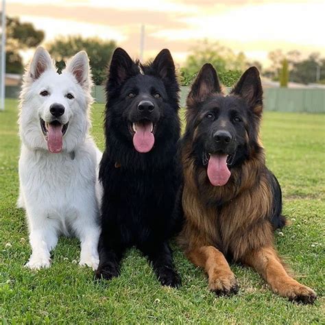 Beautiful Pack Dogs German Shepherd Puppies Training Instagram Dogs