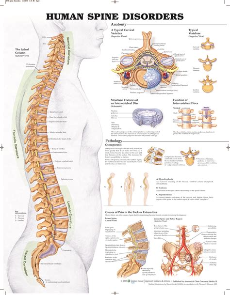 An organ can contain epithelial tissue, muscle tissue, connective tissue and the doctor checks suri's temperature and finds that she has a fever. Reference Chart - Human Spine Disorders - Biologyproducts.com