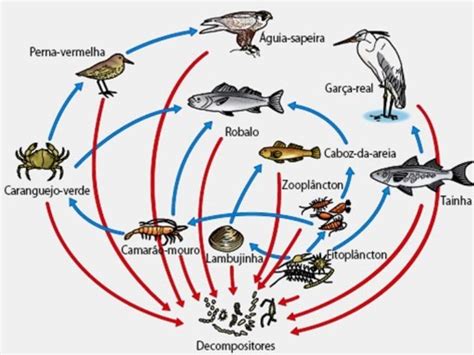 Cadeia Alimentar Aqu Tica Resumo Com Desenhos