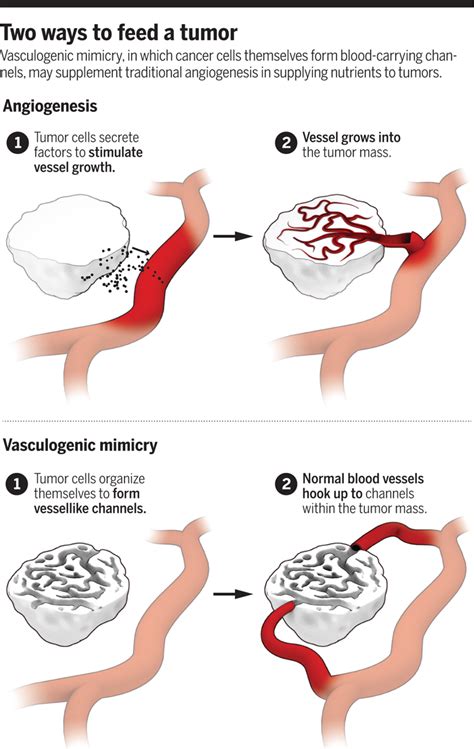 Tumors Do It Yourself Blood Vessels Science