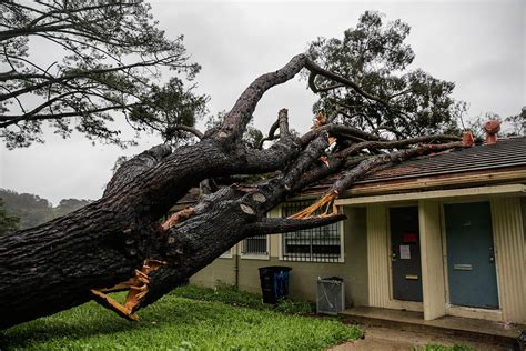 Seven Forced From Homes In Sf When Tree Falls On Apartments Sfgate