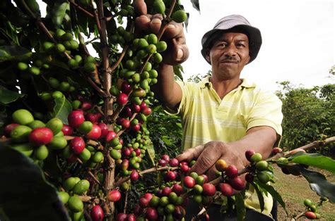 “este Proyecto Va A Partir En Dos La Historia De Los Cafeteros En Colombia” Roberto Vélez