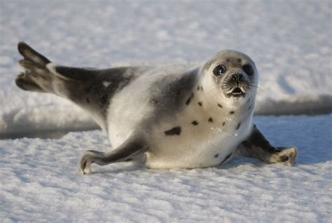 Harp Seals Characteristics Habitats Reproduction And More Cute